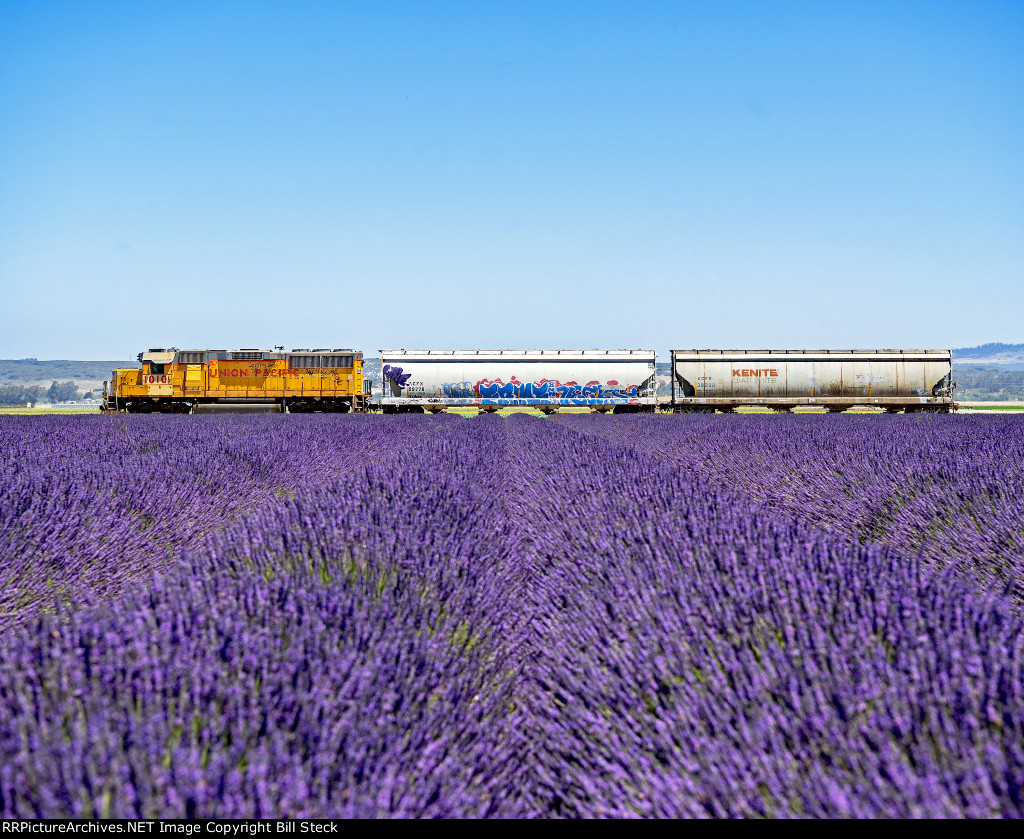 GP38-3 1010 Rolling Past The Lavender